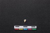 藏品(梅花鹿骨)的圖片