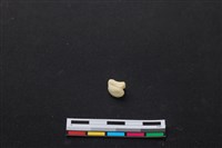 藏品(梅花鹿骨)的圖片