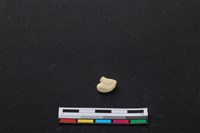 藏品(梅花鹿骨)的圖片