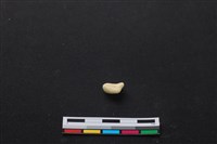 藏品(梅花鹿骨)的圖片