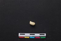 藏品(梅花鹿骨)的圖片