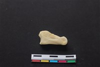 藏品(梅花鹿骨)的圖片