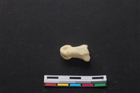 藏品(梅花鹿骨)的圖片