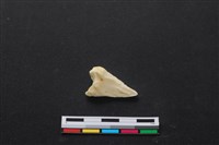 藏品(梅花鹿骨)的圖片