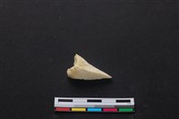 藏品(梅花鹿骨)的圖片