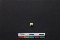 藏品(梅花鹿骨)的圖片