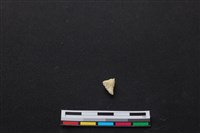 藏品(梅花鹿骨)的圖片