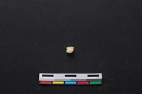 藏品(梅花鹿骨)的圖片