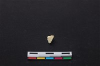 藏品(梅花鹿骨)的圖片