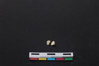 藏品(梅花鹿骨)的圖片