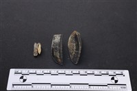 藏品(梅花鹿骨)的圖片