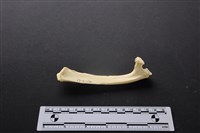 藏品(梅花鹿骨)的圖片