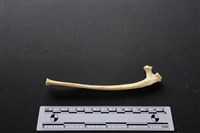 藏品(梅花鹿骨)的圖片