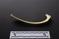 藏品(梅花鹿骨)的圖片