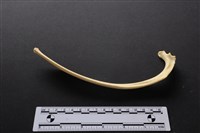 藏品(梅花鹿骨)的圖片