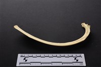 藏品(梅花鹿骨)的圖片