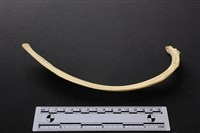 藏品(梅花鹿骨)的圖片