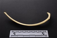 藏品(梅花鹿骨)的圖片