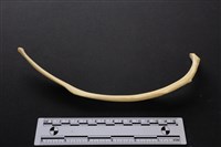 藏品(梅花鹿骨)的圖片