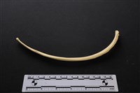 藏品(梅花鹿骨)的圖片