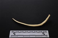 藏品(梅花鹿骨)的圖片