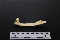 藏品(梅花鹿骨)的圖片