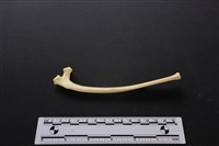 藏品(梅花鹿骨)的圖片