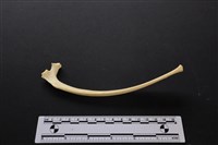 藏品(梅花鹿骨)的圖片