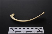 藏品(梅花鹿骨)的圖片