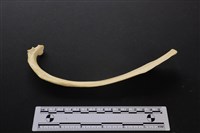 藏品(梅花鹿骨)的圖片