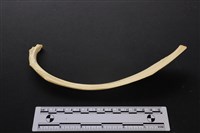 藏品(梅花鹿骨)的圖片