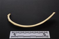 藏品(梅花鹿骨)的圖片