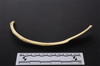 藏品(梅花鹿骨)的圖片