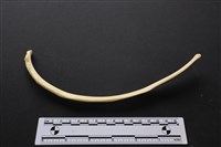 藏品(梅花鹿骨)的圖片