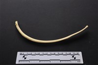 藏品(梅花鹿骨)的圖片