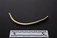 藏品(梅花鹿骨)的圖片