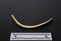 藏品(梅花鹿骨)的圖片