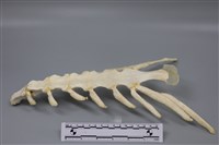 藏品(梅花鹿骨)的圖片