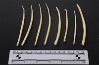 藏品(梅花鹿骨)的圖片