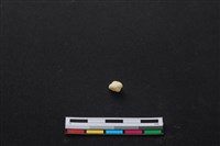 藏品(梅花鹿骨)的圖片