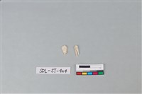 藏品(玉飾)的圖片