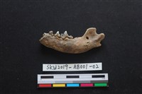 藏品(家犬)的圖片