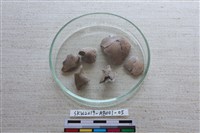 藏品(家犬)的圖片