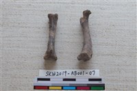 藏品(家犬)的圖片