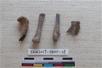 藏品(家犬)的圖片