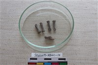 藏品(家犬)的圖片