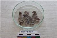 藏品(家犬)的圖片