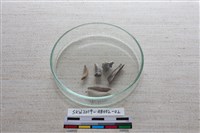 藏品(家犬)的圖片