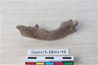 藏品(家犬)的圖片