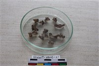 藏品(家犬)的圖片